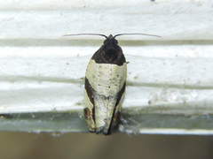 Paraptila bloomfieldi
