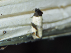 Paraptila bloomfieldi