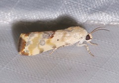 Ponometia libedis