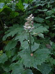 Parasenecio kamtschaticus