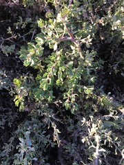 Baccharis pilularis pilularis