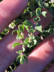 Baccharis pilularis pilularis