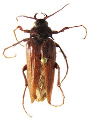 Scaptolenus