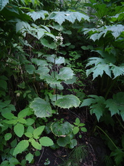 Parasenecio kamtschaticus