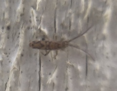 Entomobrya katzi
