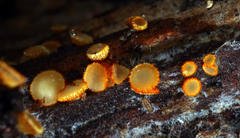 Arachnopeziza aurelia