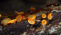 Arachnopeziza aurelia