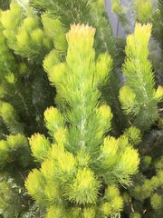 Adenanthos