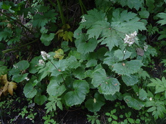 Parasenecio kamtschaticus