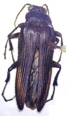 Scaptolenus