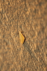 Chrysoecia