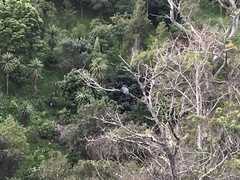 Hemiphaga novaeseelandiae