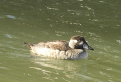 Melanitta perspicillata