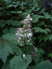 Parasenecio kamtschaticus