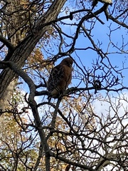 Buteo lineatus