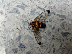 Gymnelia