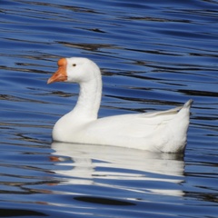 Anser cygnoides domesticus