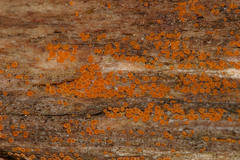 Arachnopeziza trabinelloides