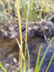 Eriocaulon decangulare image