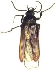 Scaptolenus