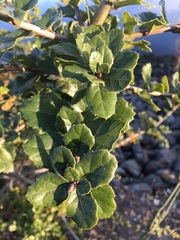 Quercus agrifolia