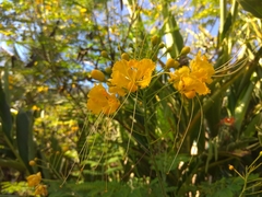 Caesalpinia