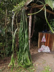 Disocactus ackermannii