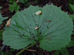 Parasenecio kamtschaticus