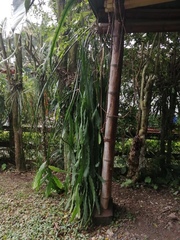 Disocactus ackermannii