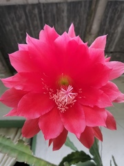 Disocactus ackermannii