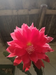 Disocactus ackermannii