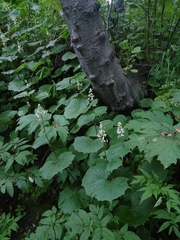 Parasenecio kamtschaticus