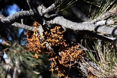 Arceuthobium vaginatum cryptopodum