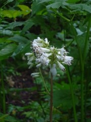 Parasenecio kamtschaticus