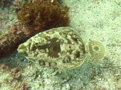 Pleuronichthys coenosus