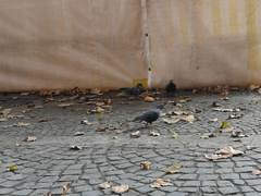 Columba livia domestica