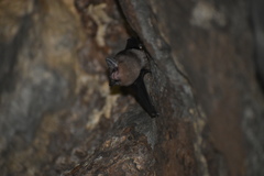 Balantiopteryx io