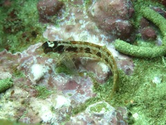 Alloclinus holderi