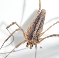 Odiellus troguloides