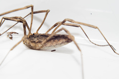 Odiellus troguloides