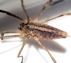 Odiellus troguloides