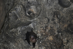 Balantiopteryx io
