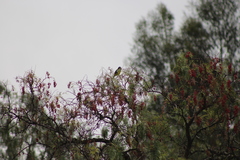 Pheucticus aureoventris