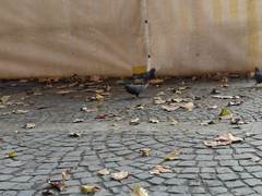 Columba livia domestica