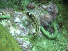 Alloclinus holderi