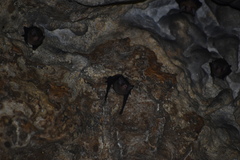 Balantiopteryx io