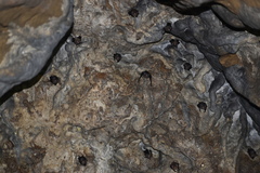 Balantiopteryx io