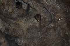 Balantiopteryx io