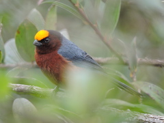 Catamblyrhynchus diadema