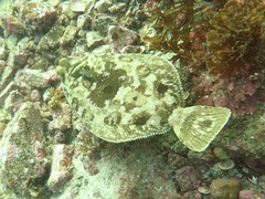 Pleuronichthys coenosus
